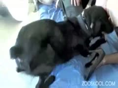 Blonde chick screwed with a neighbor's dog